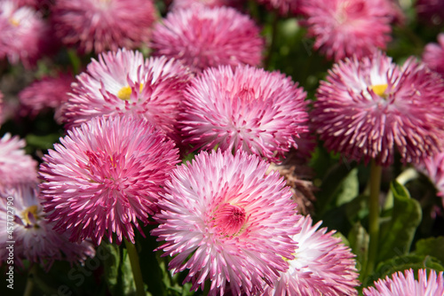  Pink Daisy flowers blossom in the garden