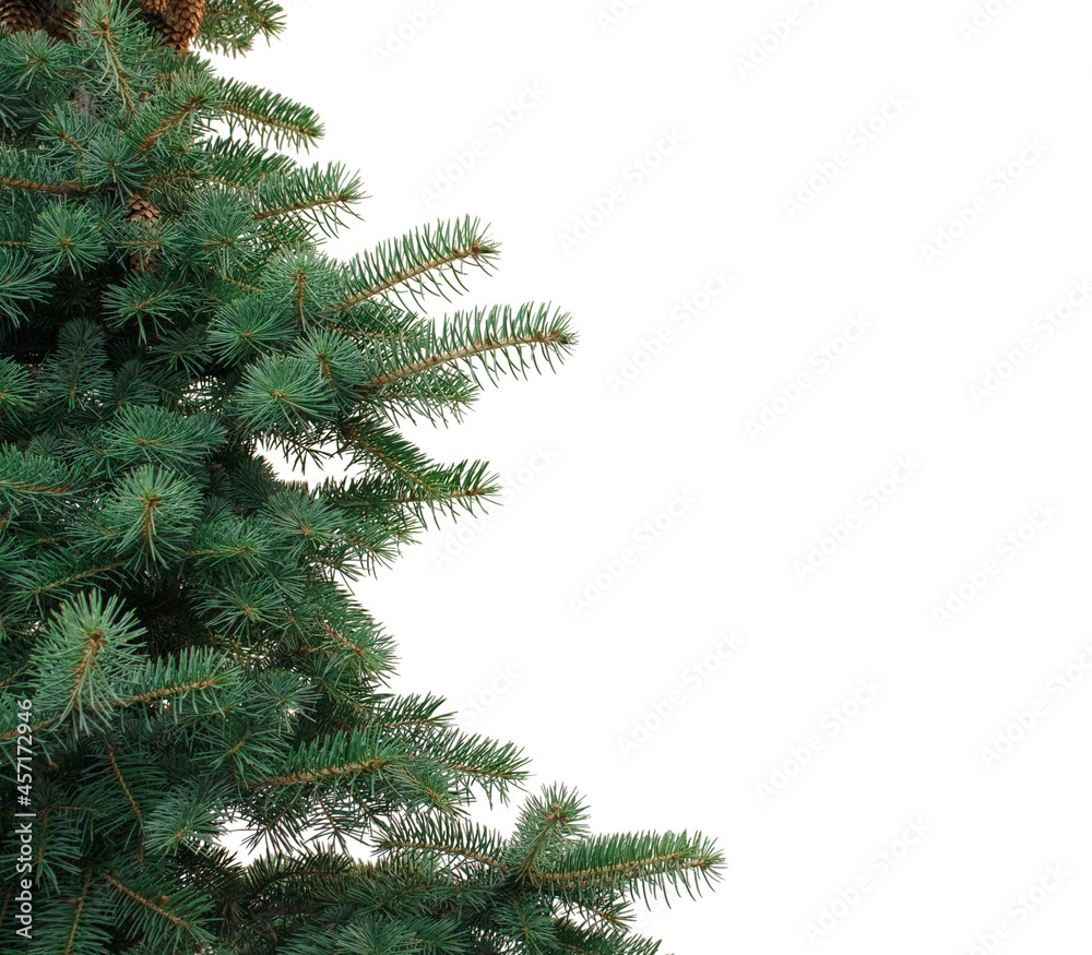 isolated spruce branches on white background with copy space    christmas design