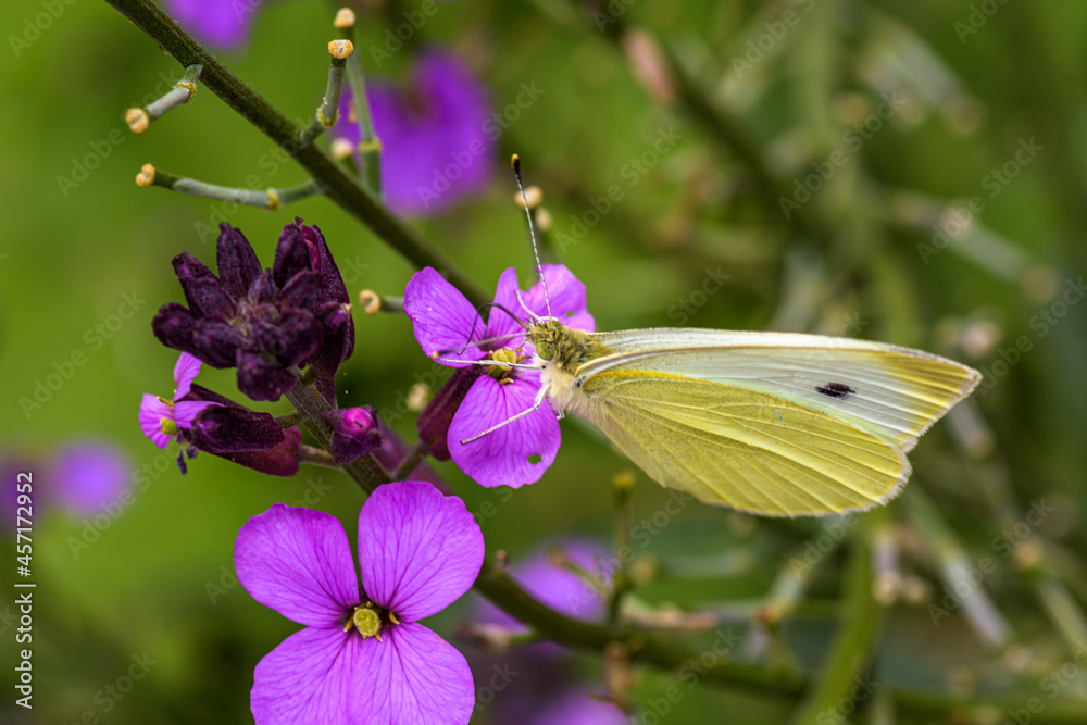 beautiful cabbage white butterfly gets the nectar from a purple flower of the Erysimum Bowles Mauve with blurred background, selective focus point, beautiful cabbage white butterfly gets the nectar from a purple flower of the Erysimum Bowles Mauve with blurred background, selective focus point,