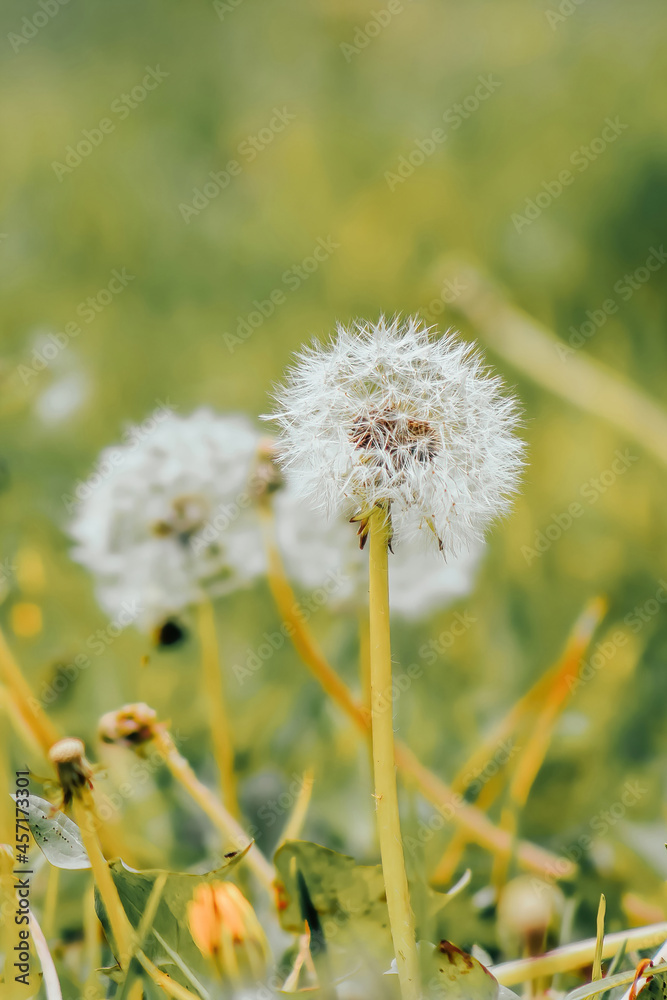 dandelions in the grass