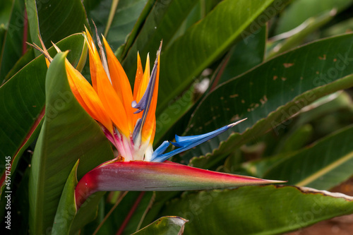 Une fleur d'oiseau de paradis également appelée strelitzia.