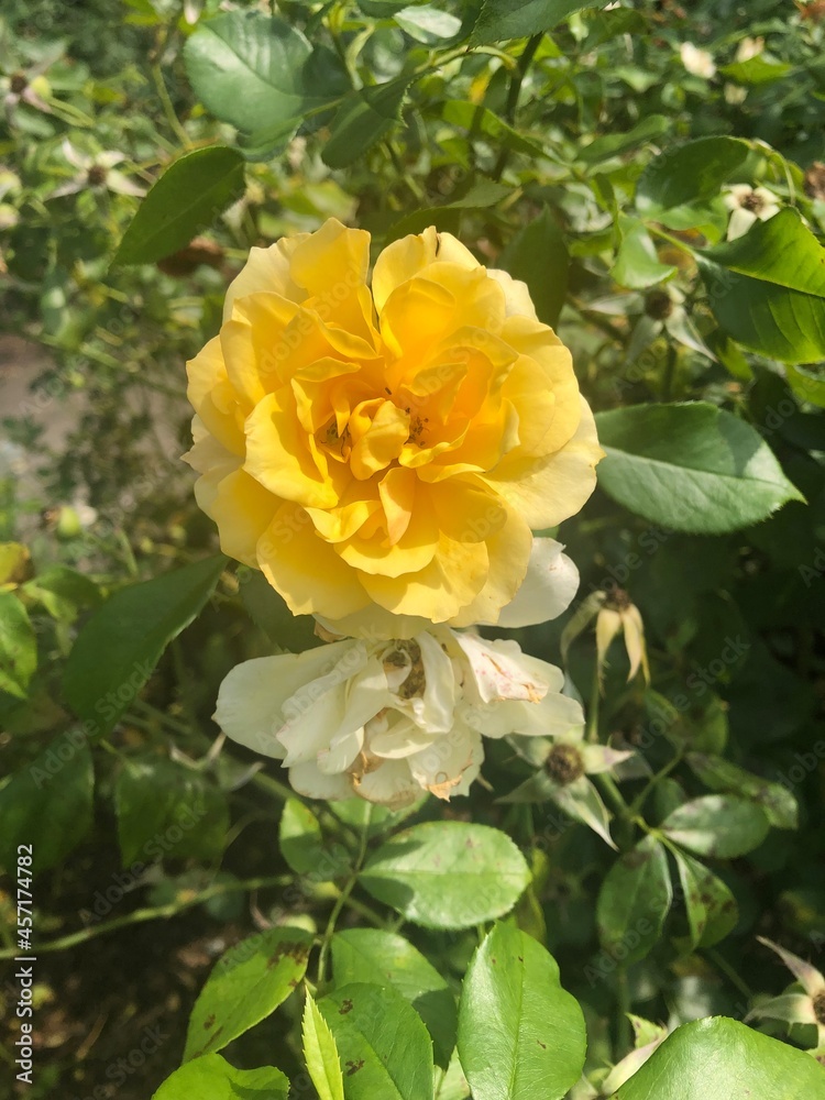 yellow rose bush yellow rose bush