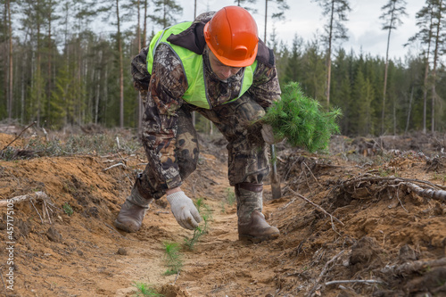 A forest worker is planting pine seedlings. The concept of reforestation after felling.
