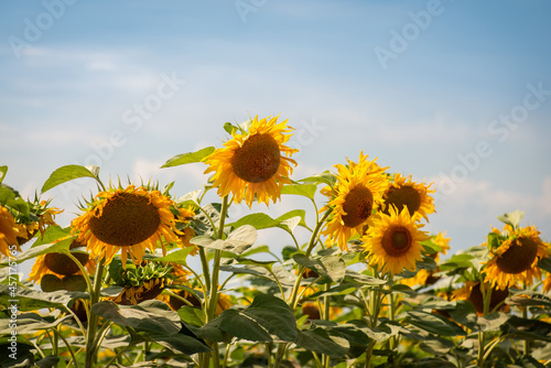 Close-up photo of blooming sunflowers in the background of vibrant clouds. Bright photo of sunflowers in bloom