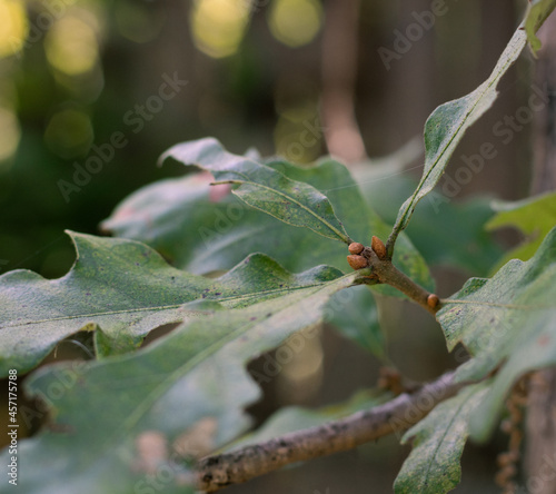 Post Oak
