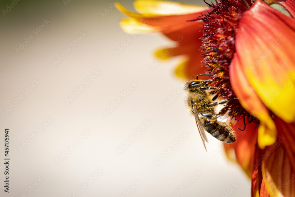 Obraz premium Bee on a orange flower collecting pollen and nectar for the hive