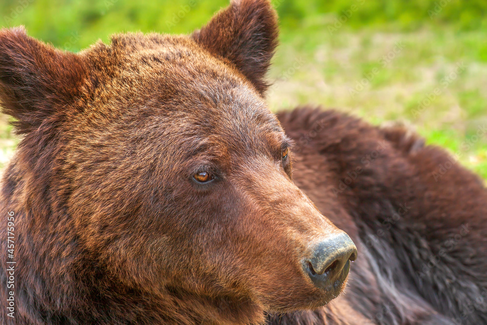 Portrait of Brown bear in summer forest. Ursus arctos head closeup Portrait of Brown bear in summer forest. Ursus arctos head closeup