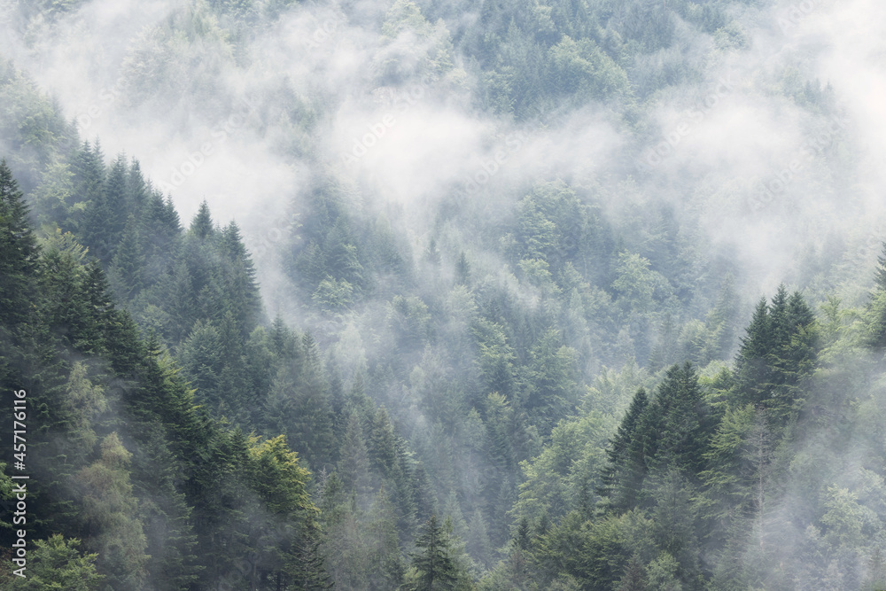 Misty mountain landscape Green trees after rain. Calm, fresh background wallpaper.  