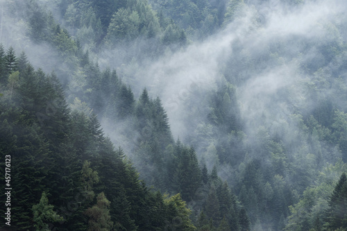 Foggy forest in the mountains. Landscape with trees and mist. Landscape after rain. Nature fresh background. © Dan