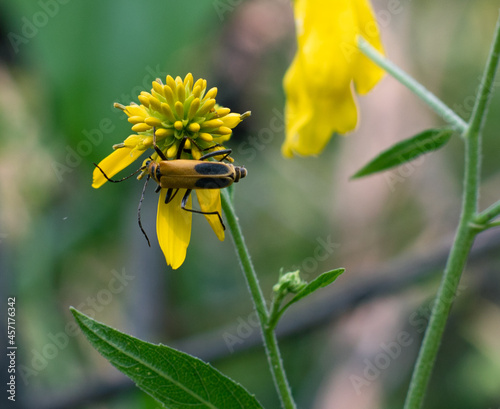 Goldenrod Soldier Beetle