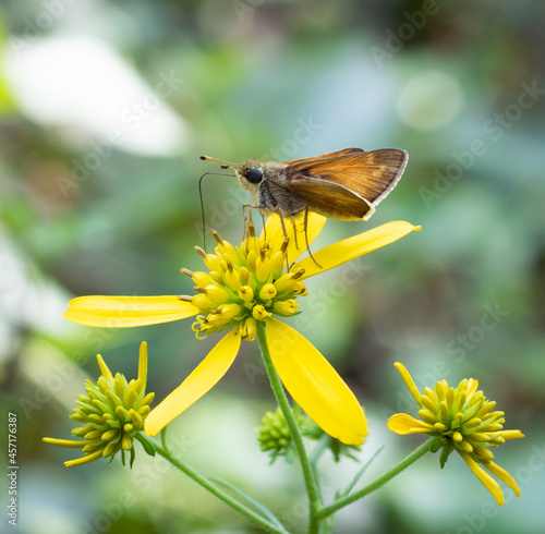Woodland Skipper Moth on Goldenrod Flower