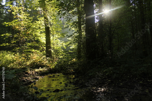 Fototapeta Naklejka Na Ścianę i Meble -  Waldspaziergang am Morgen mit Sonnenlicht