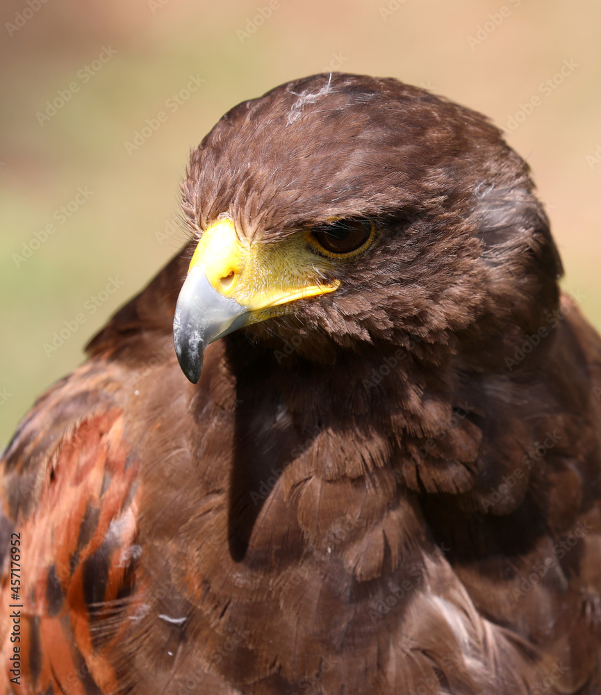 Fototapeta premium Big bird called Hawk of Harris or Peuco