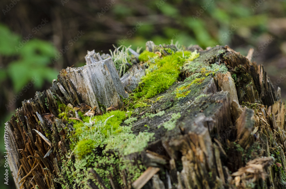 stump with moss, parc régional seigneurie de la matapédia, québec, canada stump with moss, parc régional seigneurie de la matapédia, québec, canada