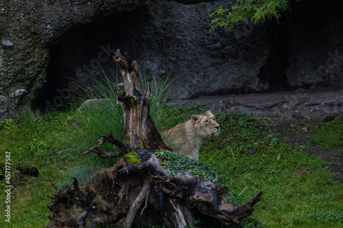 A lion walk through the grass and looking for food. The most beautiful animal and the most majestic one in the world. King of the nature. Amazing lion.