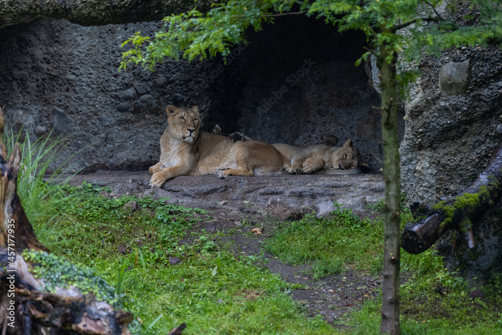 Two lions are sleeping and watching the viewers and waiting for their food. Amazing pair of lion just relaxing in the savanna. Majestic animal in the nature. Two lions are sleeping and watching the viewers and waiting for their food. Amazing pair of lion just relaxing in the savanna. Majestic animal in the nature.