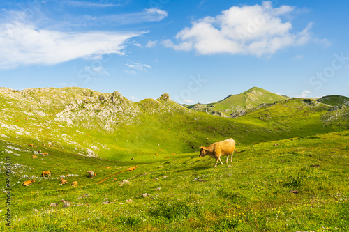 Asturian cows grazing on the Angliru peak, Asturias