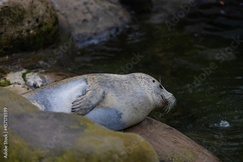 A Beautiful seal relaxing and sleeping in the water and on the rock. Some seals are playing together in the water. So cute animals.