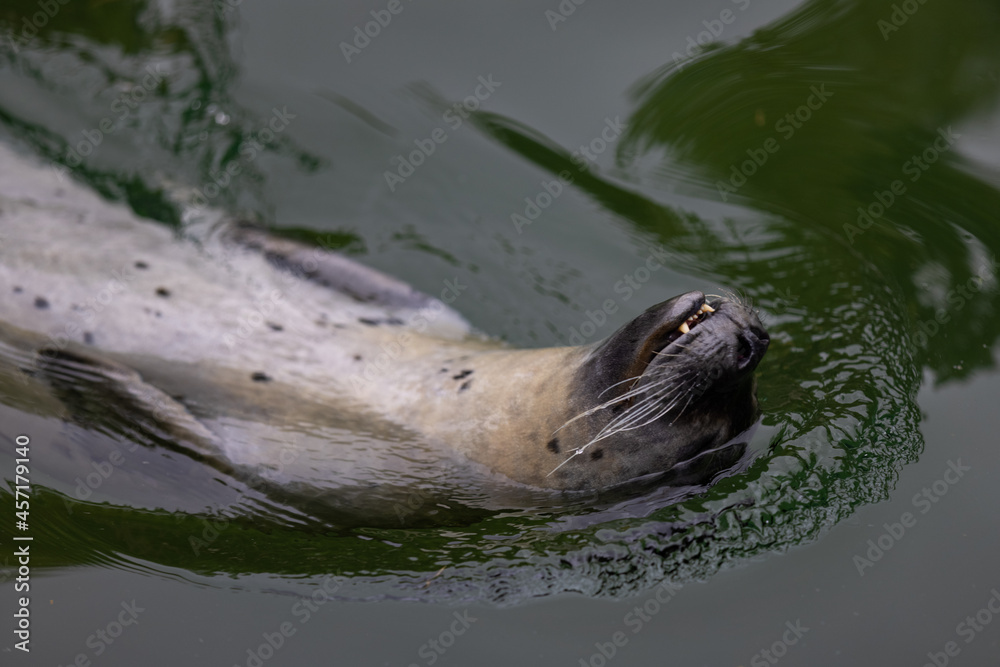 Fototapeta premium A Beautiful seal relaxing and sleeping in the water and on the rock. Some seals are playing together in the water. So cute animals.