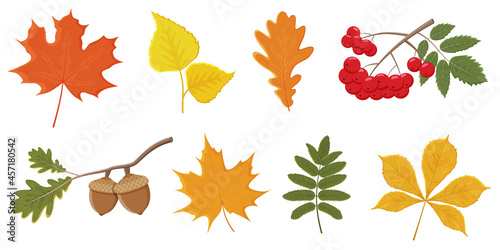 Set of bright autumn leaves and berries on a white background.