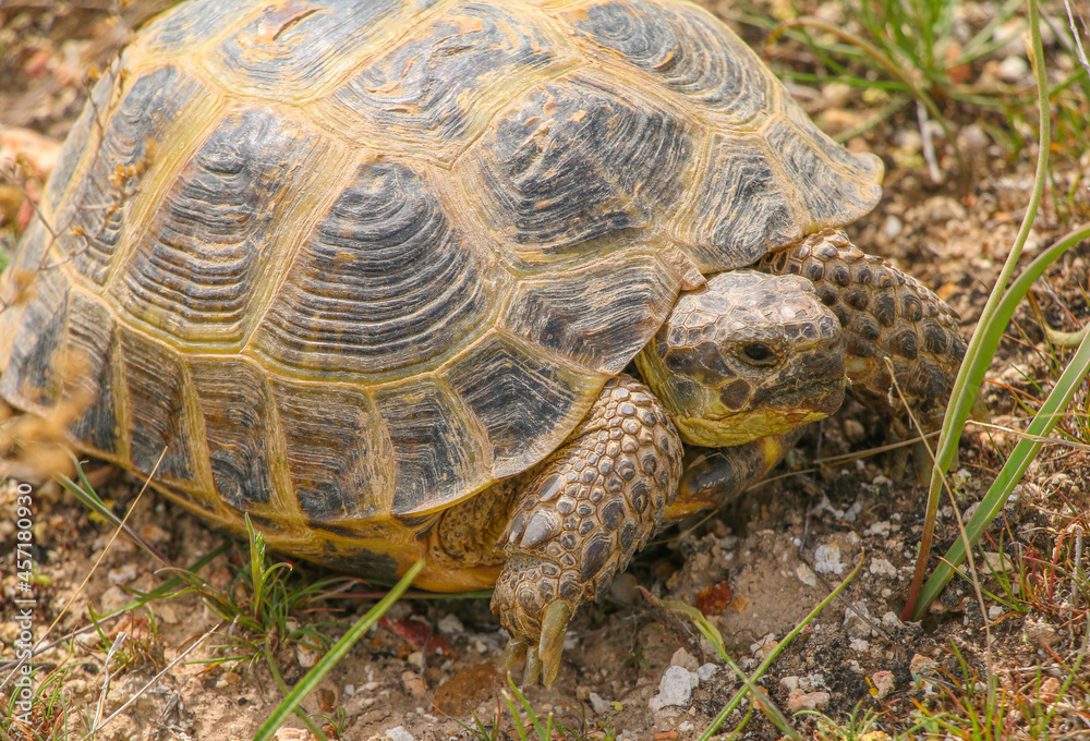 Central Asian steppe turtle in the Ili river valley Central Asian steppe turtle in the Ili river valley