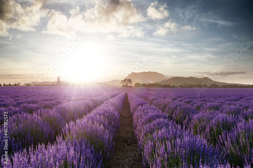 Lavendelfeld in der Provence