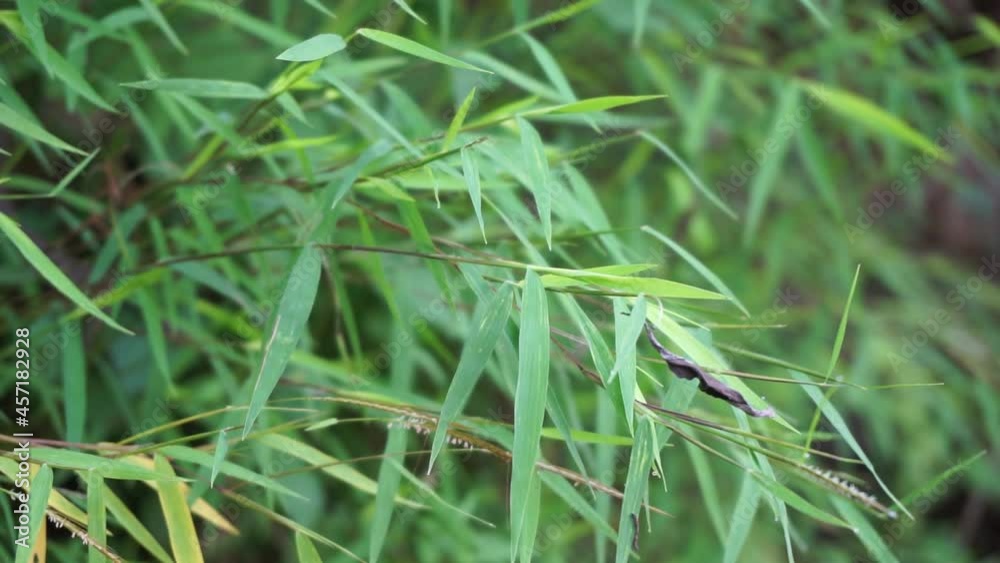 Bamboo grass (rumput bambu, genus Lophatherum) with a natural background Bamboo grass (rumput bambu, genus Lophatherum) with a natural background