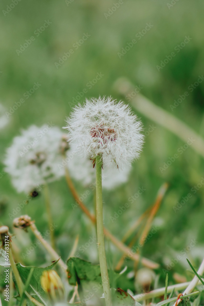 dandelion in the grass