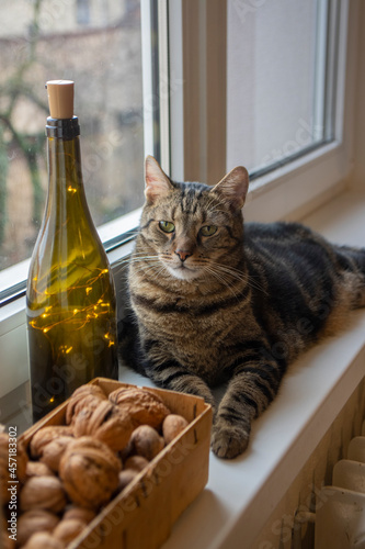 Lazy marbe domestic cat on the windowsill with Christmas decoraions, cute lime eyes on tabby face photo