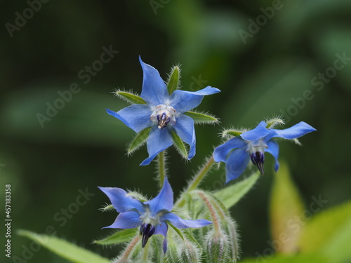 Borretsch mit attraktiven sternförmigen blauen Blüten in der Bienenweide photo