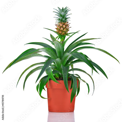 Pineapple plant in brown flower pot on white background