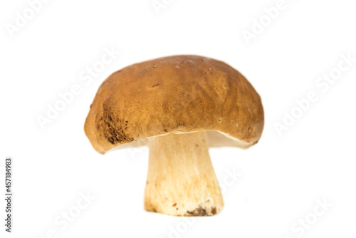 Cep mushroom (Boletus edulis) penny bun, porcino, porcini