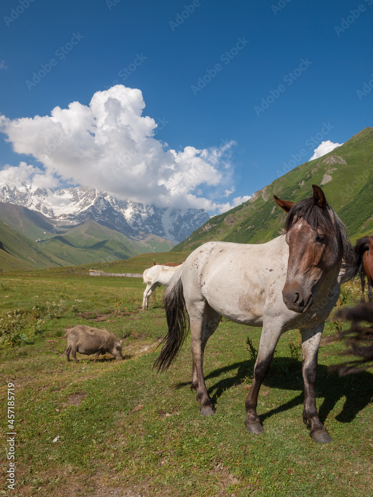 Horses near Mount Shkhara in Svaneti, Georgia Horses near Mount Shkhara in Svaneti, Georgia