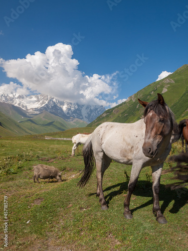 Horses near Mount Shkhara in Svaneti, Georgia © Sérgio Nogueira