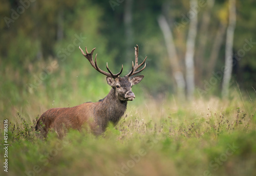 European deer male buck   Cervus elaphus   during rut