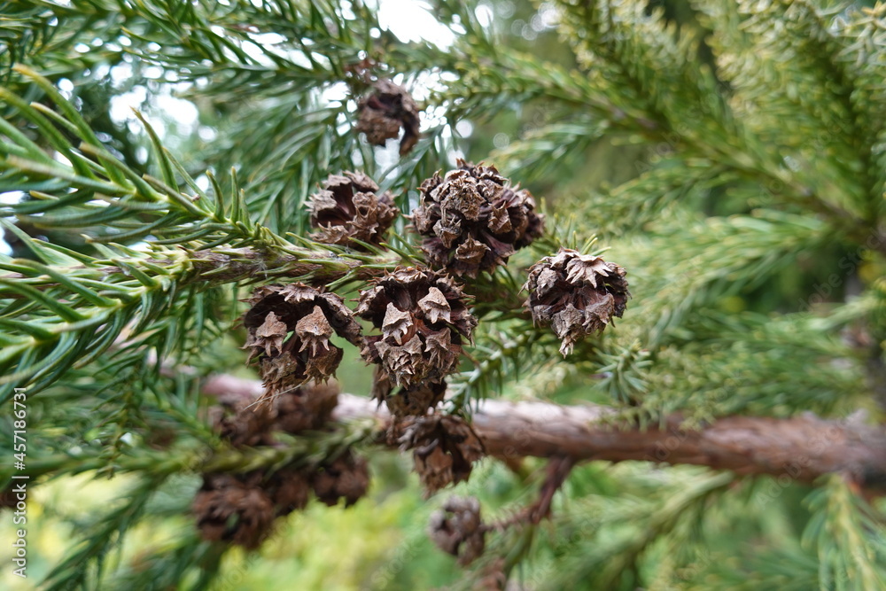 Cryptomeria japonica timber is extremely fragrant, weather and insect resistant, soft, and with a low density. Cryptomeria japonica timber is extremely fragrant, weather and insect resistant, soft, and with a low density.