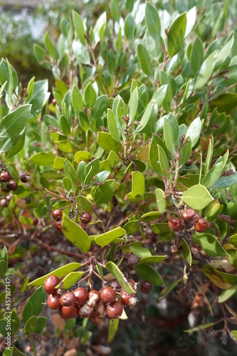 Pointleaf manzanita is an erect large round evergreen shrub that reaches 3 to 10 feet (1-3 m) in height. photo