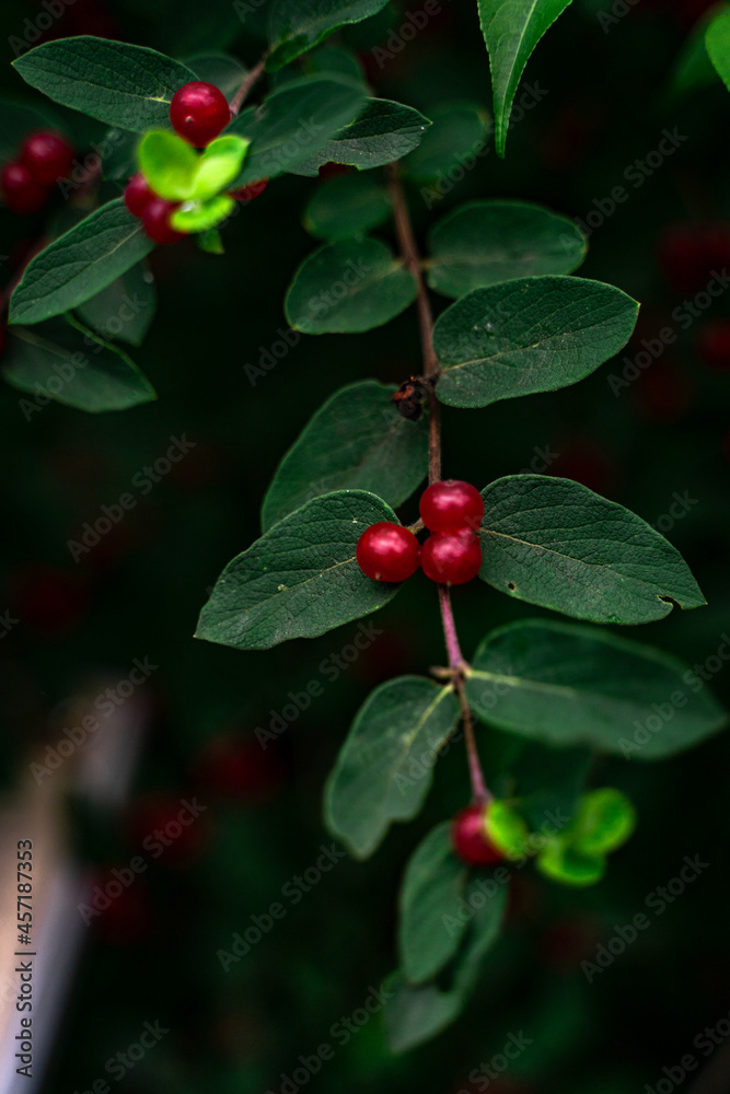 red berries in the garden red berries in the garden