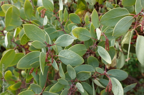 Whiteleaf Manzanita (Arctostaphylos viscida) is a species in the Ericaceae (Heath) family known by the common names whiteleaf manzanita and sticky manzanita.