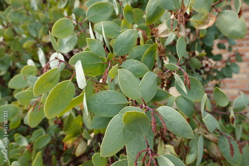 Arctostaphylos viscida is a species in the Ericaceae (Heath) family known by the common names whiteleaf manzanita and sticky manzanita. photo
