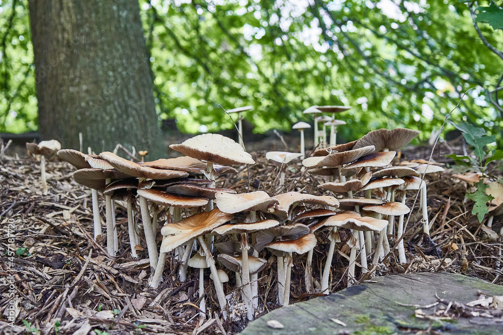 Cluster of many yellow wood fungi that appear on grass and tree trunks. View from the front. Flat mushrooms with long stems. Cluster of many yellow wood fungi that appear on grass and tree trunks. View from the front. Flat mushrooms with long stems.