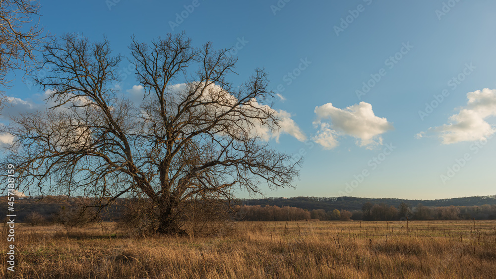 Silhouettes of trees in the meadow and white clouds on the blue sky. Silhouettes of trees in the meadow and white clouds on the blue sky.