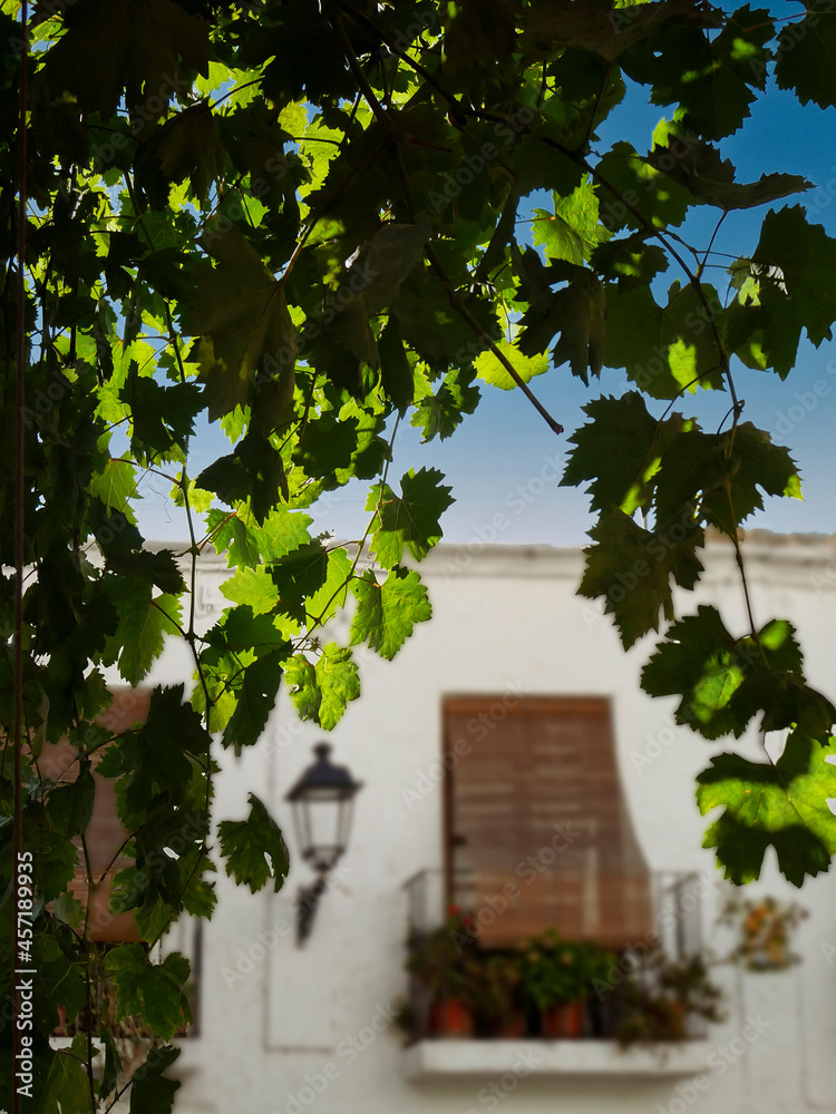 Fototapeta premium Bajo la sombra de las parras