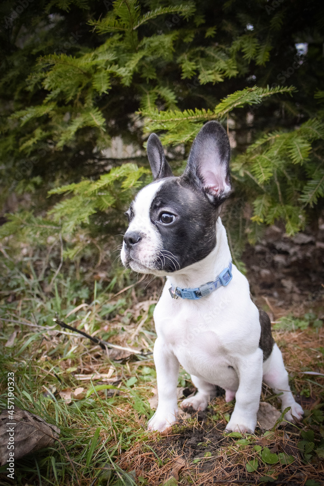 Photo of amazing jung boy french buldog. he is sitting in the nature.