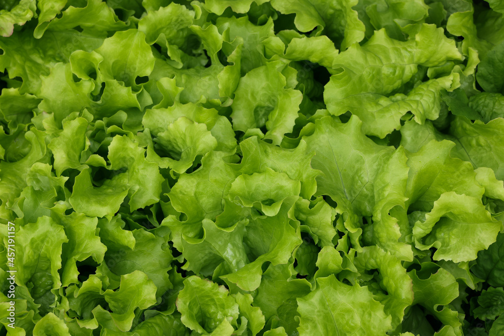 Green lettuce leaves growing on garden bed Green lettuce leaves growing on garden bed