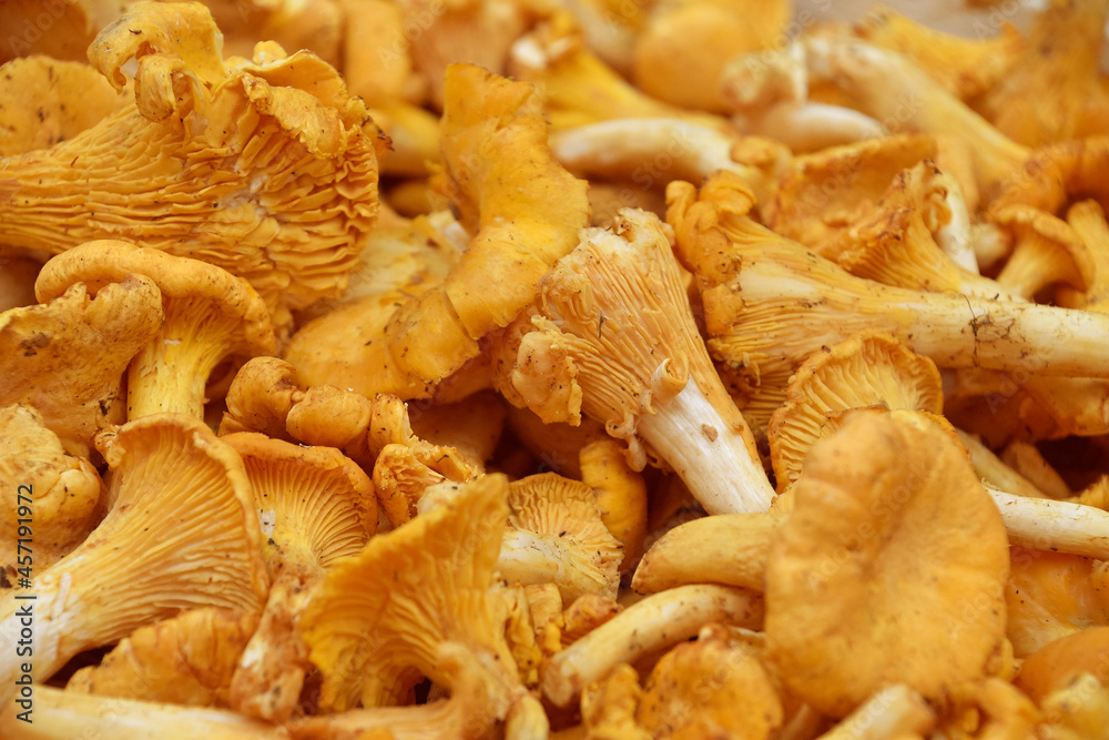 Chanterelle edible mushrooms at retail display Chanterelle edible mushrooms at retail display