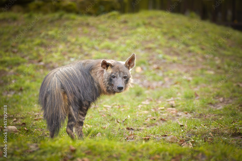 Hyaena brunnea is standing in zoo habitat. She is beautiful animal with long hair. Hyaena brunnea is standing in zoo habitat. She is beautiful animal with long hair.