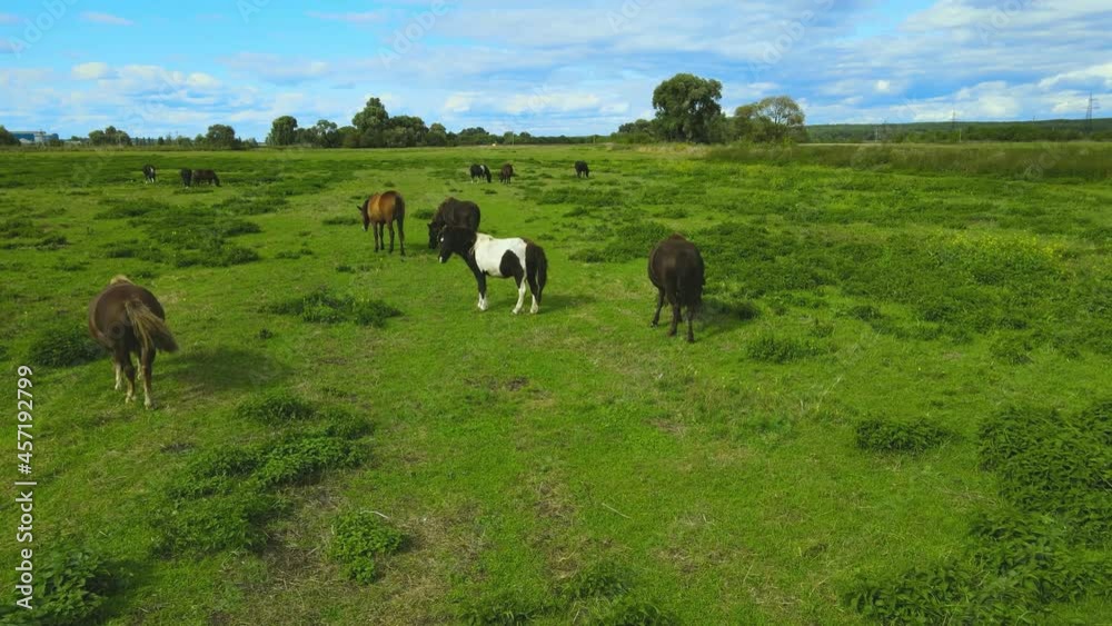 Horses in the meadow. Green fields. Horses in the meadow. Green fields.