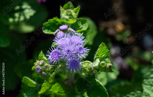 Beautiful flowers growing around us in gardens and parks