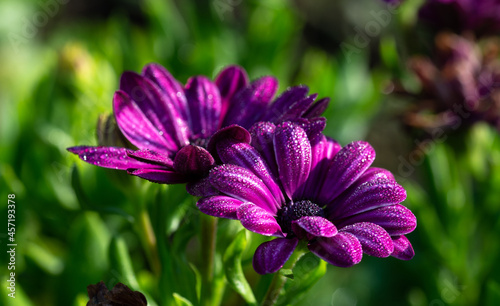 Beautiful flowers growing around us in gardens and parks